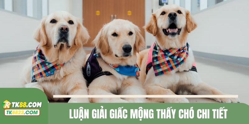 Chi tiết những giấc mơ gặp chó theo từng tình huống khác nhau