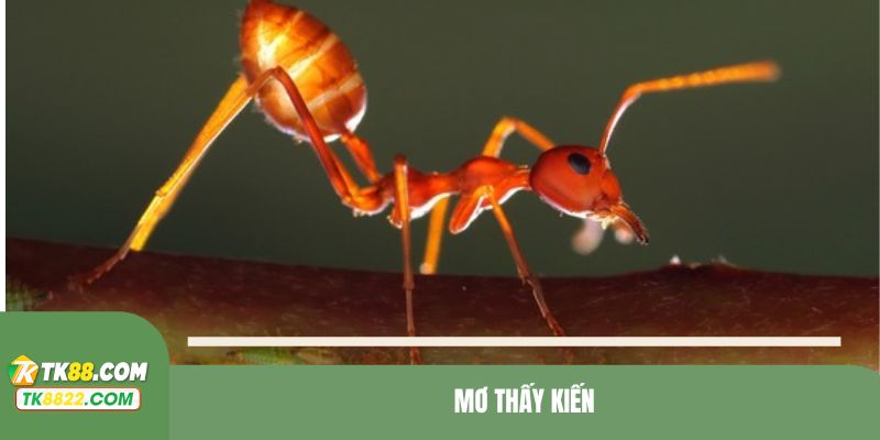 Mơ thấy kiến