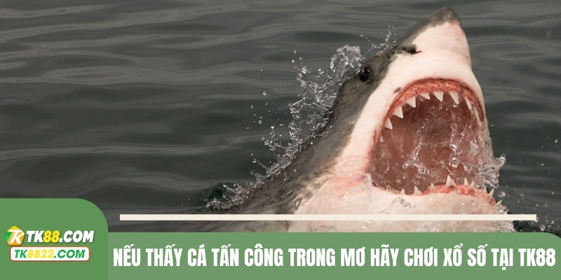 Nếu thấy cá tấn công trong mơ hãy chơi xổ số tại TK88
