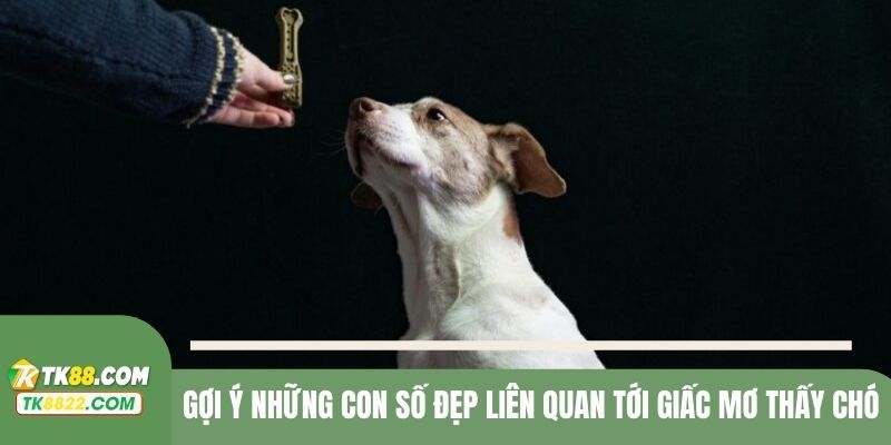 Gợi ý những con số đẹp nhất liên quan tới giấc mơ về chó