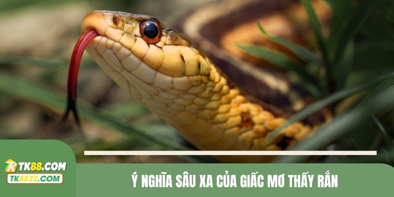 Ý nghĩa sâu xa của giấc mơ thấy rắn